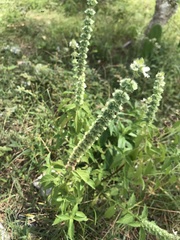 Ocimum basilicum