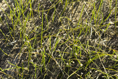 Eleocharis yokoscensis