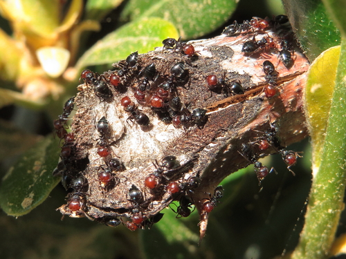 Mediterranean Acrobat Ant photo 2
