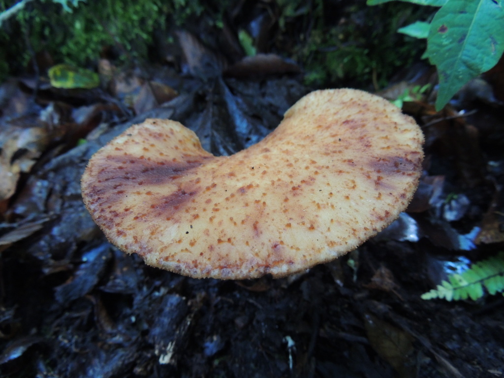 Echinochaete megalopora