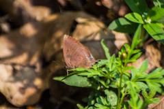 Amblypodia anita