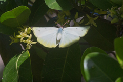 Catopsilia gorgophone