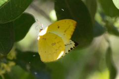 Catopsilia gorgophone