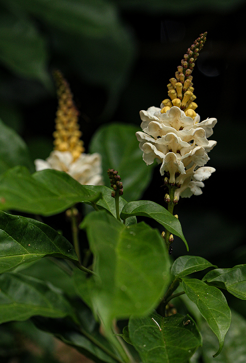 Thomandersiaceae