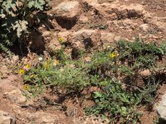 Adonis microcarpa, photograph (c) Daniel Cahen, some rights reserved (CC BY)