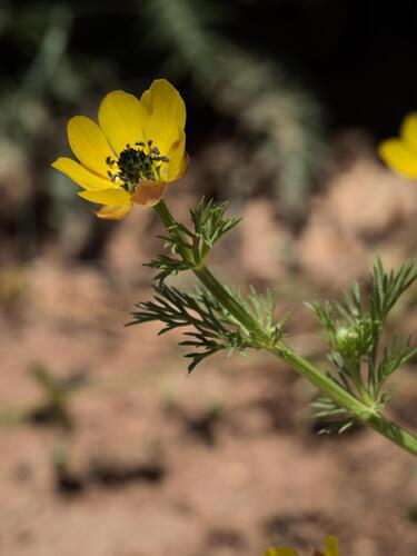 Adonis microcarpa, photograph 2