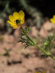 Adonis microcarpa, photograph (c) Daniel Cahen, some rights reserved (CC BY)