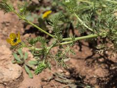 Adonis microcarpa, photograph (c) Daniel Cahen, some rights reserved (CC BY)