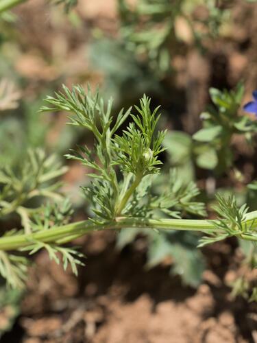 Adonis microcarpa, photograph 3