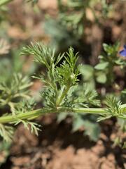 Adonis microcarpa, photograph (c) Daniel Cahen, some rights reserved (CC BY)