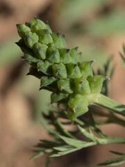 Adonis microcarpa, photograph (c) Daniel Cahen, some rights reserved (CC BY)