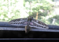 Hyles livornicoides