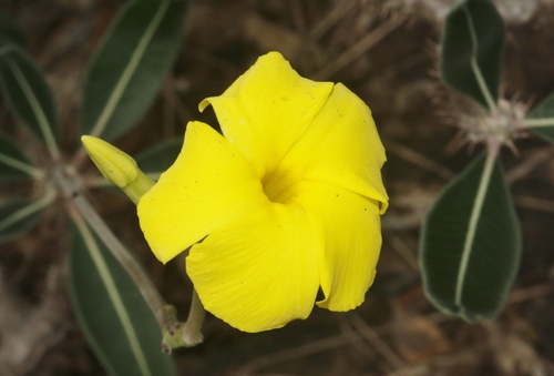 Pachypodium stenanthum