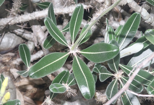 Pachypodium stenanthum