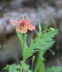 Papaver pinnatifidum, photograph (c) Daniel Ghyselinck, some rights reserved (CC BY)
