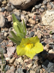 Mohavea breviflora