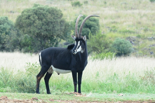 Sable Antelope, photo 8 of 8