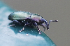 Aulacobaris coerulescens