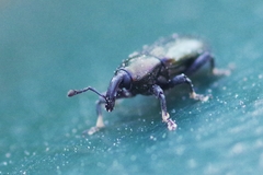 Aulacobaris coerulescens