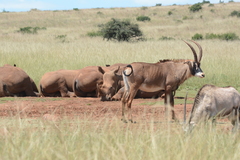 Hippotragus equinus equinus