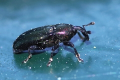 Aulacobaris coerulescens