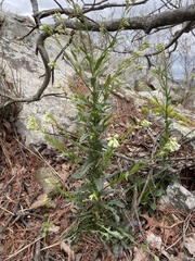 Borodinia missouriensis