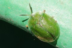 Cassida rubiginosa