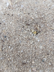 Myrmicinae
