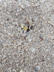 Myrmicinae