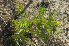 Tripleurospermum tetragonospermum