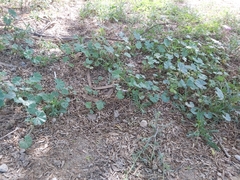 Malva parviflora