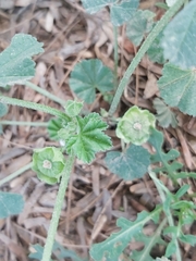 Malva parviflora
