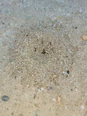 Myrmicinae