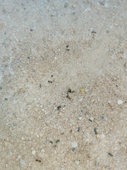 Myrmicinae