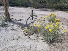Senecio glaucus