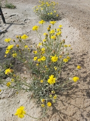 Senecio glaucus
