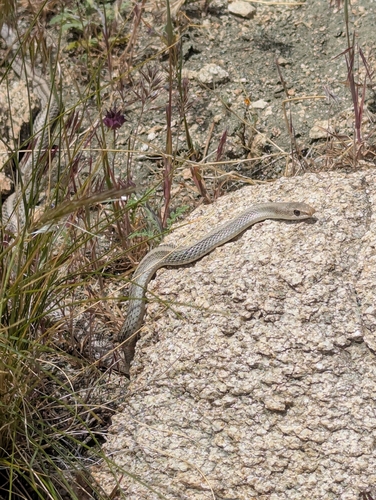 iNaturalist observation photo of Western Patch-nosed Snake