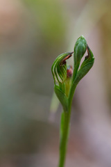 Pterostylis clivosa