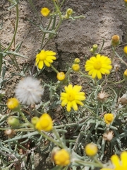 Senecio glaucus