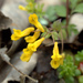 Yellow Corydalis - Photo (c) Susan Elliott, some rights reserved (CC BY-NC), uploaded by Susan Elliott