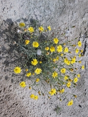 Senecio glaucus