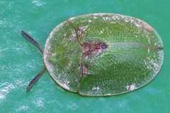 Cassida rubiginosa