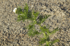 Tripleurospermum tetragonospermum