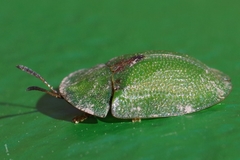 Cassida rubiginosa