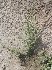 Reseda muricata