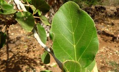 Ficus sycomorus gnaphalocarpa