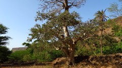 Ficus sycomorus gnaphalocarpa