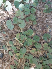 Malva parviflora