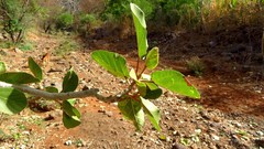 Ficus sycomorus gnaphalocarpa