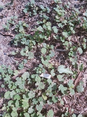 Malva parviflora